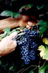 Stradon del Vin Friularo - vendemmia